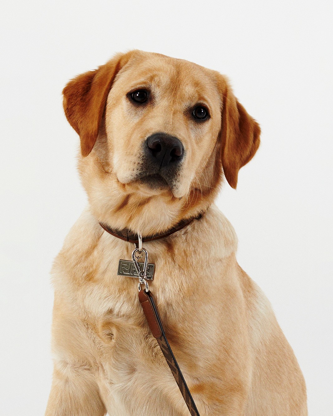 Fendi Pet Travel Line Collar