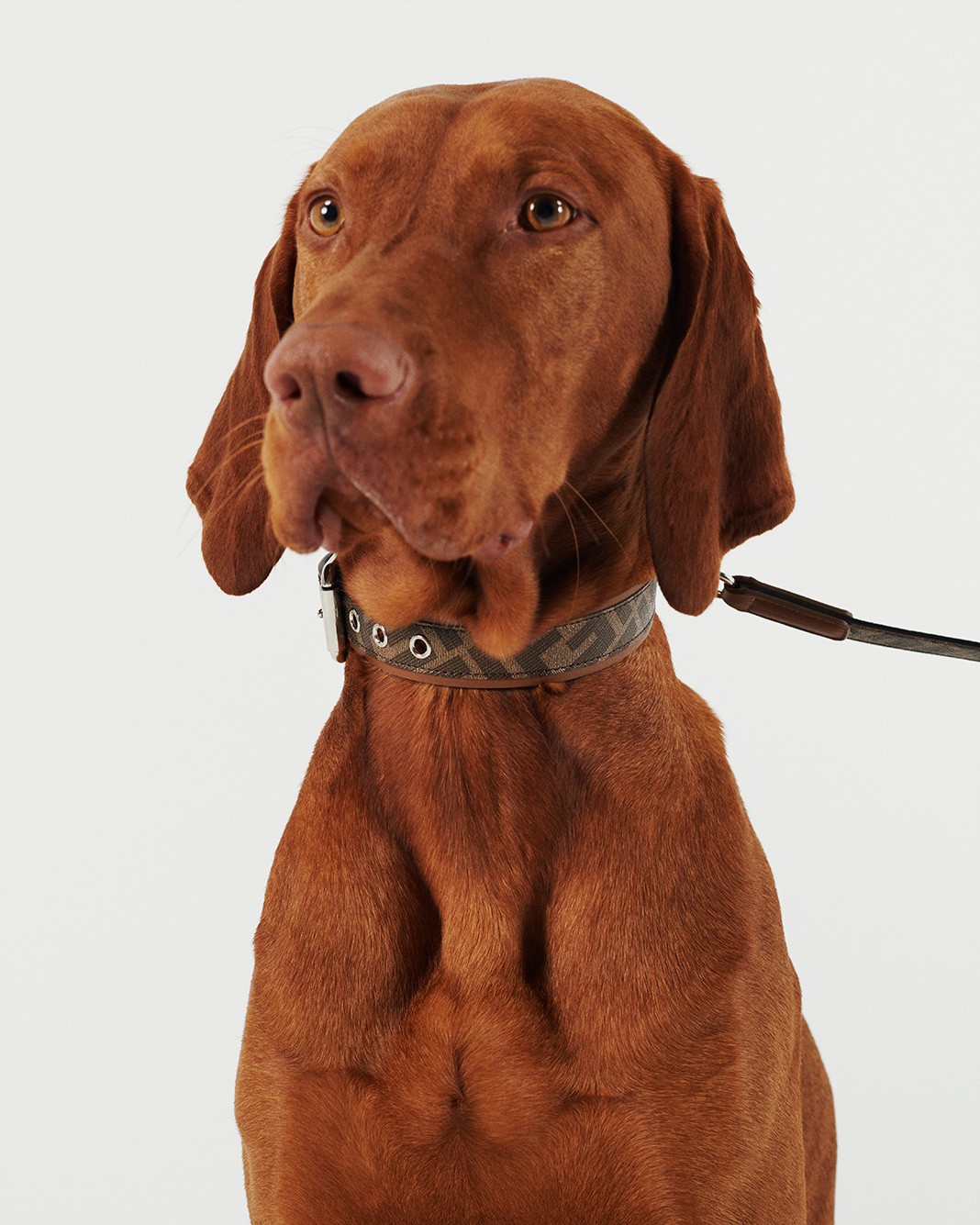 Fendi Pet Travel Line Leash