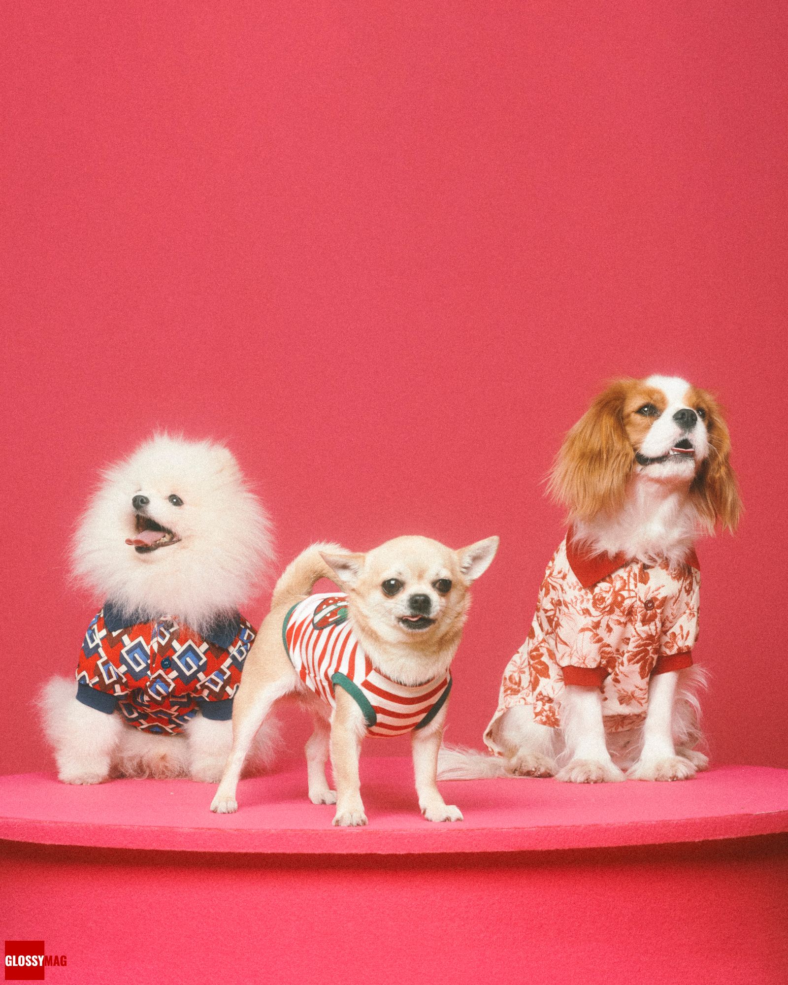 Алессандро Микеле представил коллекцию Gucci Pet для собак и кошек, фото 2