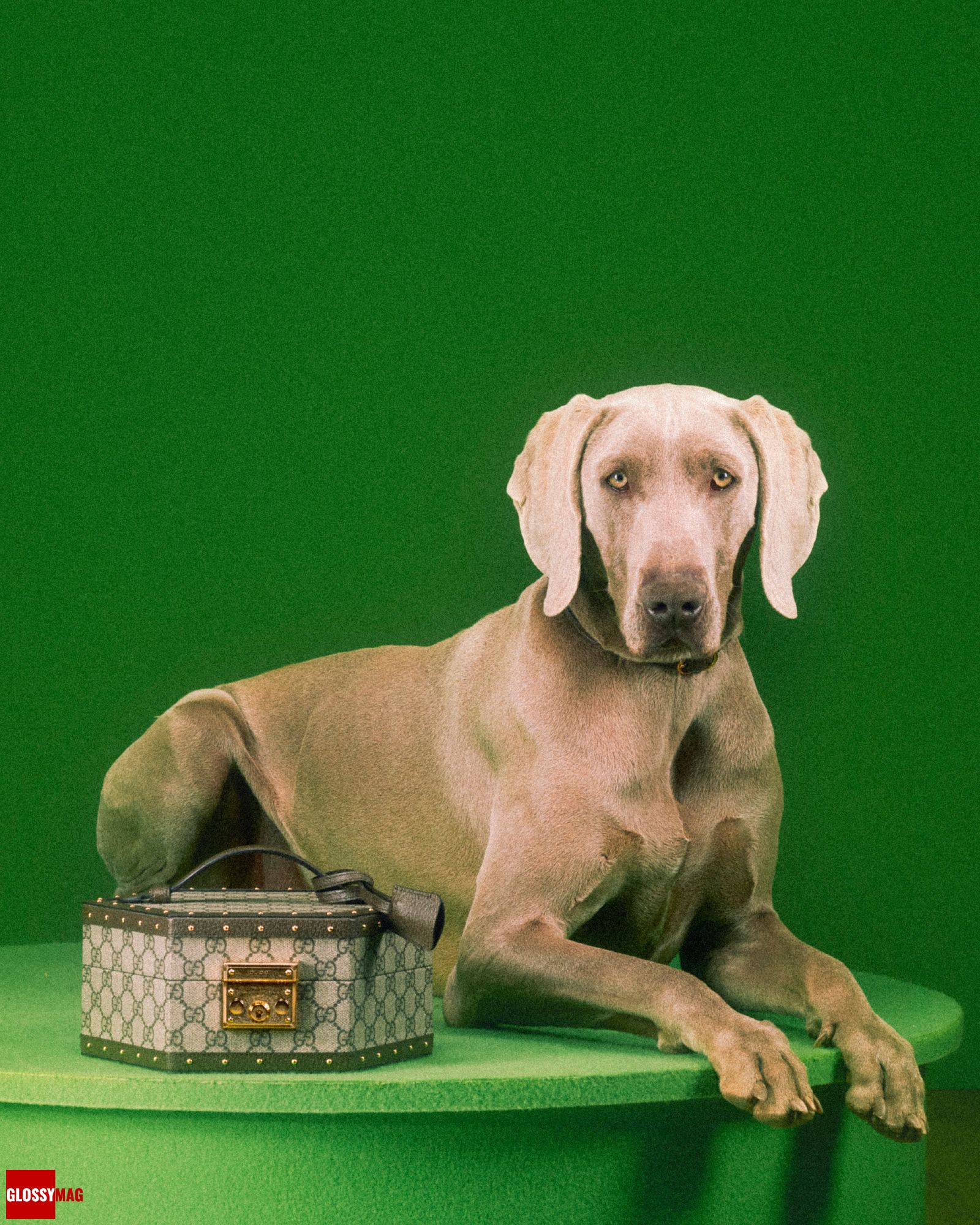 Алессандро Микеле представил коллекцию Gucci Pet для собак и кошек, фото 4