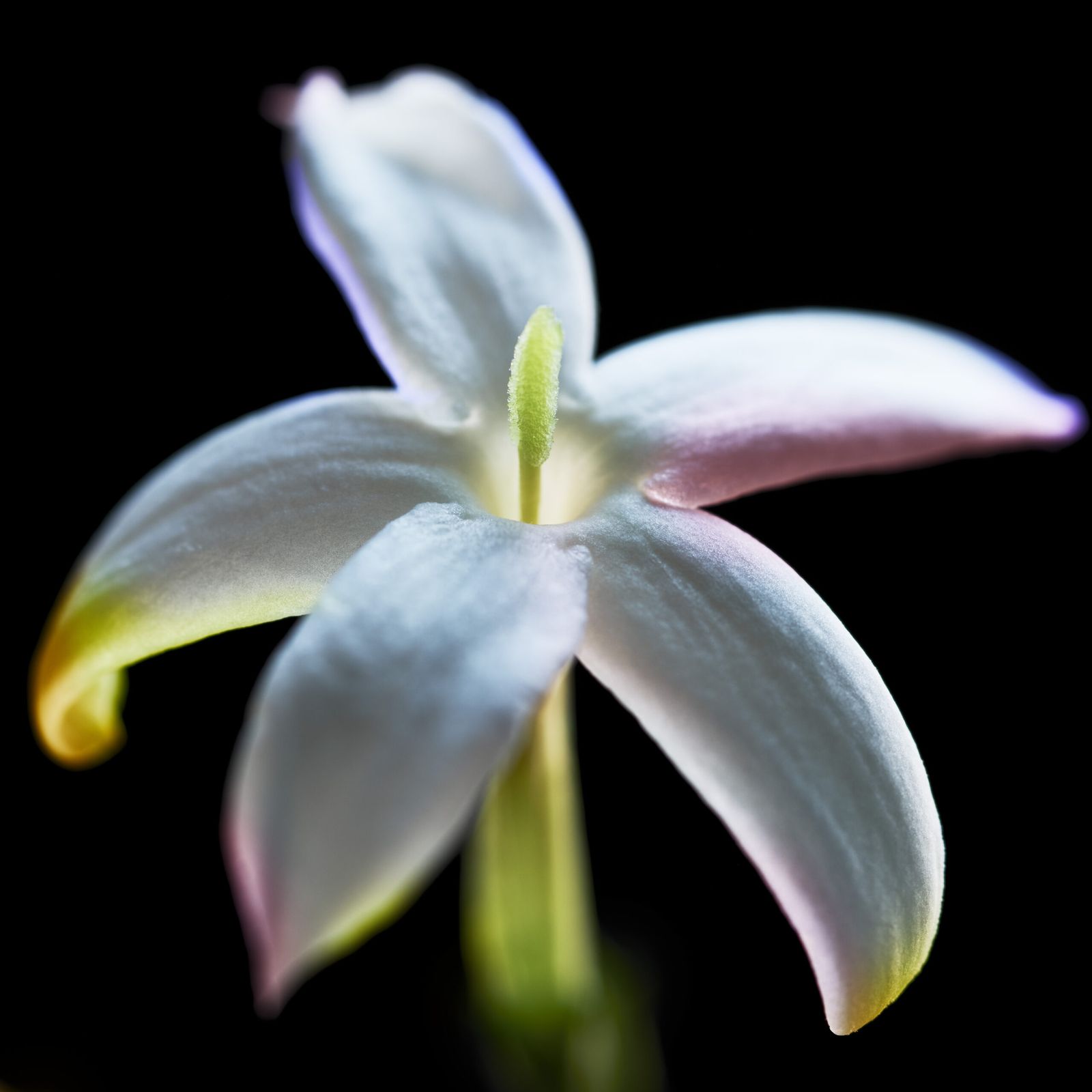 Maison Guerlain представляет новый аромат Jasmin Bonheur, фото 2